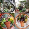 Суккуленты и кактусы